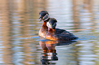 red-necked grebes