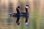 red-necked grebes