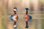 red-necked grebes