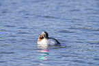 swimming Red-necked Grebe
