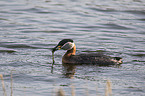 swimming Red-necked Grebe