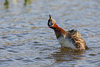 red-necked grebe