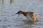 red-necked grebe