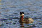 red-necked grebe