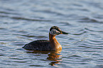 red-necked grebe