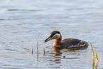red-necked grebe