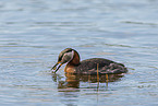 red-necked grebe