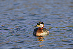 red-necked grebe