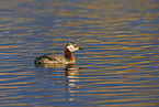 red-necked grebe