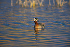 red-necked grebe