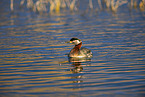 red-necked grebe