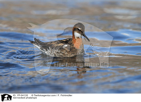 Odinshhnchen / red-necked phalarope / FF-04135