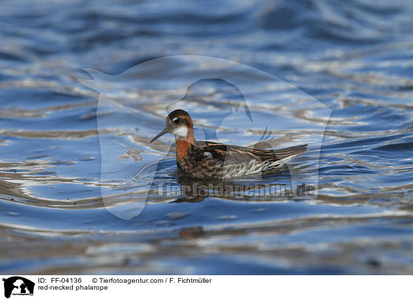 Odinshhnchen / red-necked phalarope / FF-04136