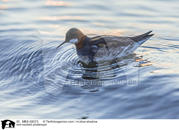 Odinshhnchen / red-necked phalarope / MBS-28072