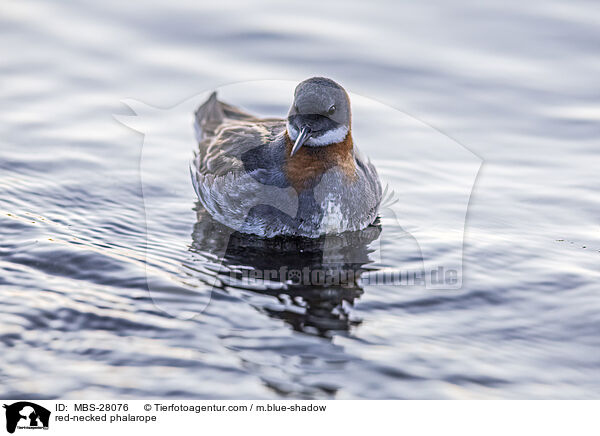 Odinshhnchen / red-necked phalarope / MBS-28076
