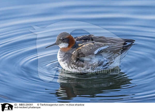 Odinshhnchen / red-necked phalarope / MBS-28081