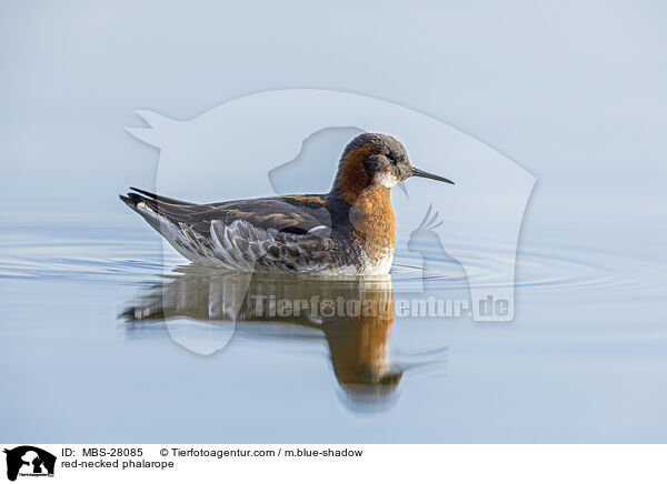 Odinshhnchen / red-necked phalarope / MBS-28085