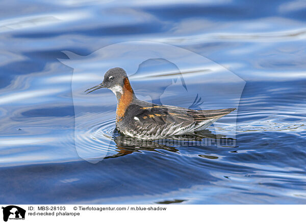 Odinshhnchen / red-necked phalarope / MBS-28103