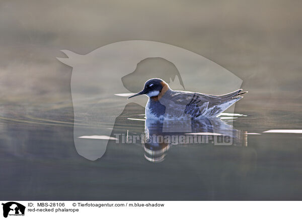 Odinshhnchen / red-necked phalarope / MBS-28106