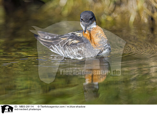 Odinshhnchen / red-necked phalarope / MBS-28114