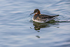 red-necked phalarope