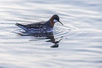 red-necked phalarope