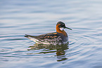 red-necked phalarope