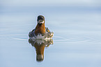 red-necked phalarope