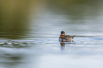 red-necked phalarope