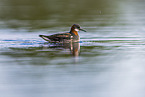 red-necked phalarope