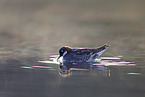 red-necked phalarope