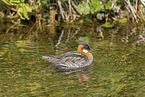 red-necked phalarope