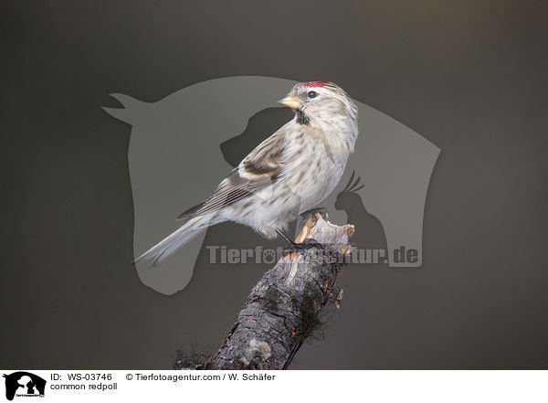 Birkenzeisig / common redpoll / WS-03746