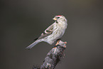 common redpoll