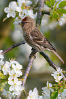 common redpoll