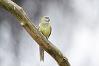 Red-rumped parrot