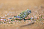 Red-rumped parrot