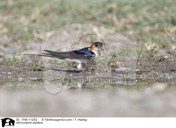 Rtelschwalbe / red-rumped swallow / THA-11262