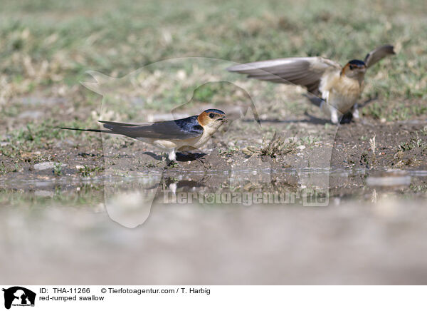 Rtelschwalbe / red-rumped swallow / THA-11266
