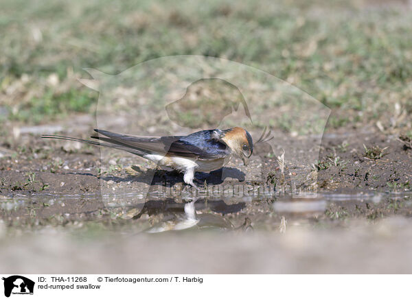 Rtelschwalbe / red-rumped swallow / THA-11268