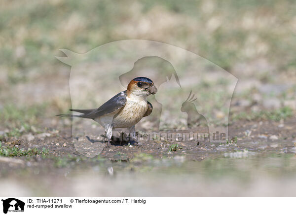 Rtelschwalbe / red-rumped swallow / THA-11271