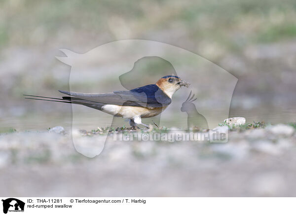 Rtelschwalbe / red-rumped swallow / THA-11281