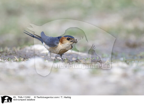 Rtelschwalbe / red-rumped swallow / THA-11282