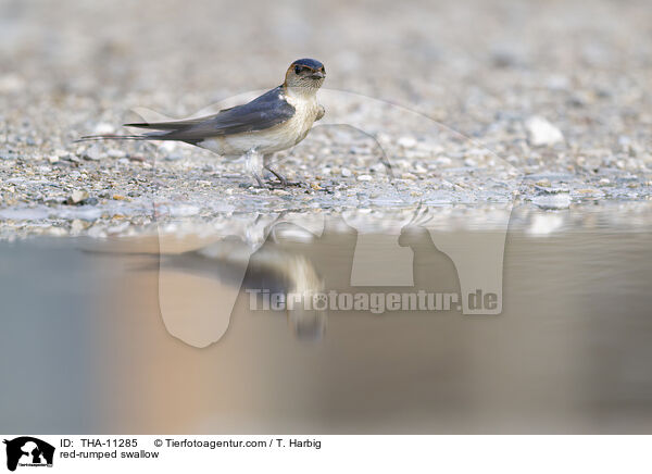 Rtelschwalbe / red-rumped swallow / THA-11285