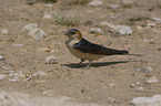 standing red-rumped Swallow