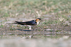 red-rumped swallow