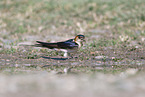 red-rumped swallow