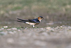 red-rumped swallow
