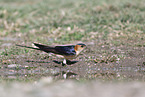 red-rumped swallow