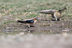 red-rumped swallow